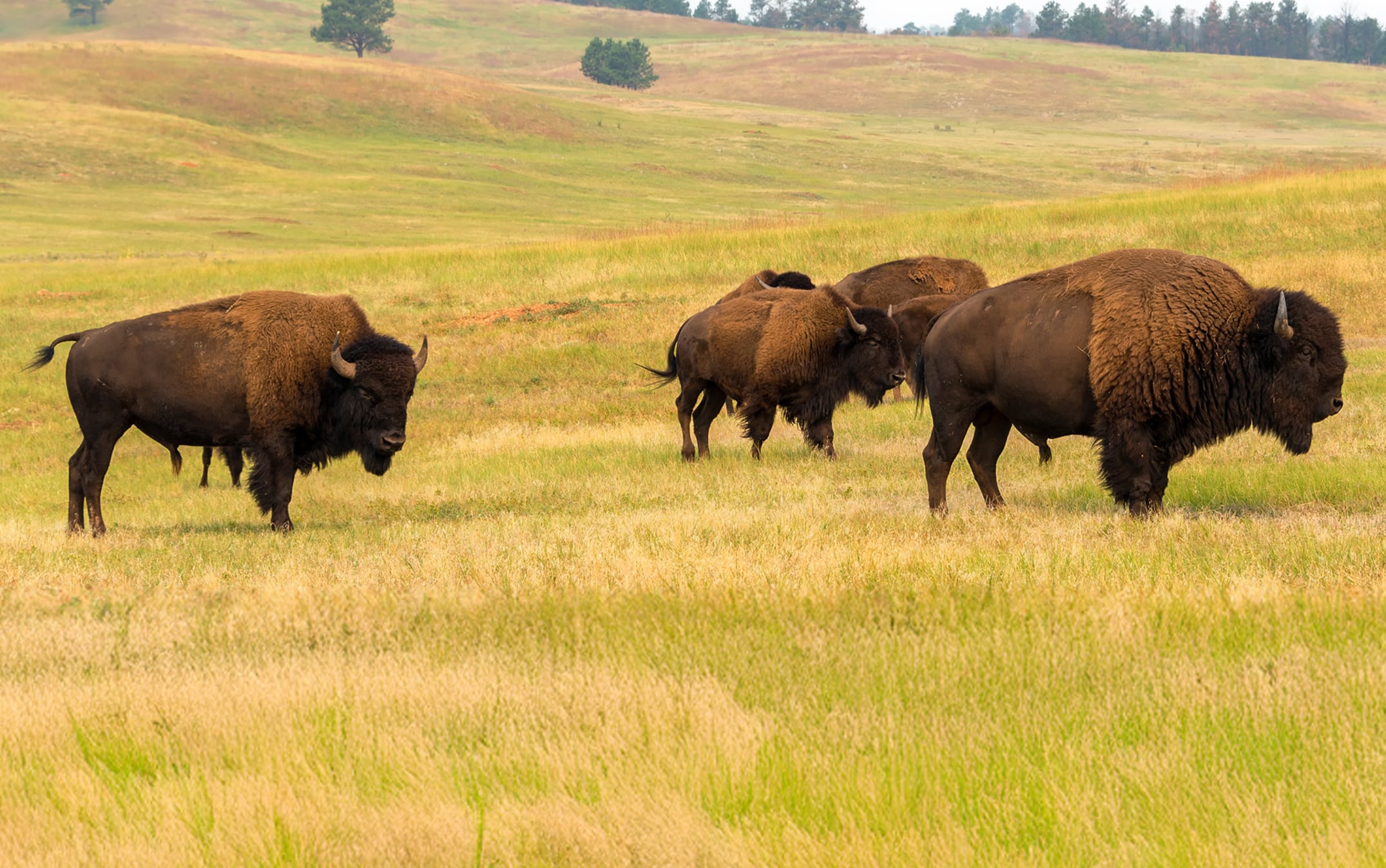 Herd of bisons on an open field.